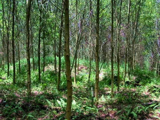 Young Acacia Plantation