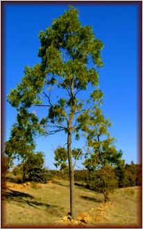 The qualities of Acacia hardwood species