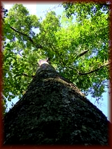 The qualities of Mempening Oak hardwood species