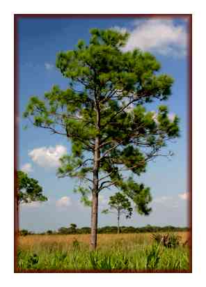 The qualities of Pinus Elliotis Wood species