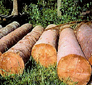 Balau Timber