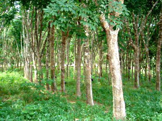 Hevea Brasiliensis Plantation