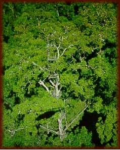 The qualities of Kapur hardwood species