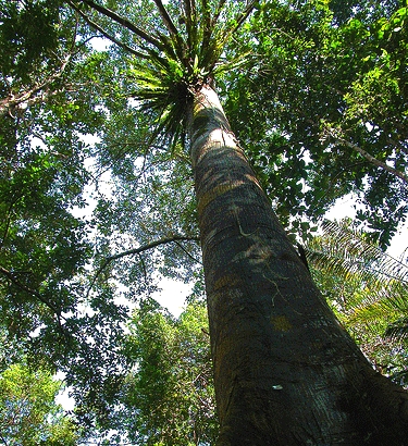 Keruing Tree