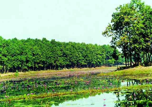 Shorea Plantation