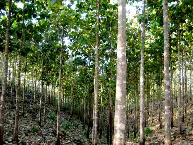 Teak Tectona Plantation