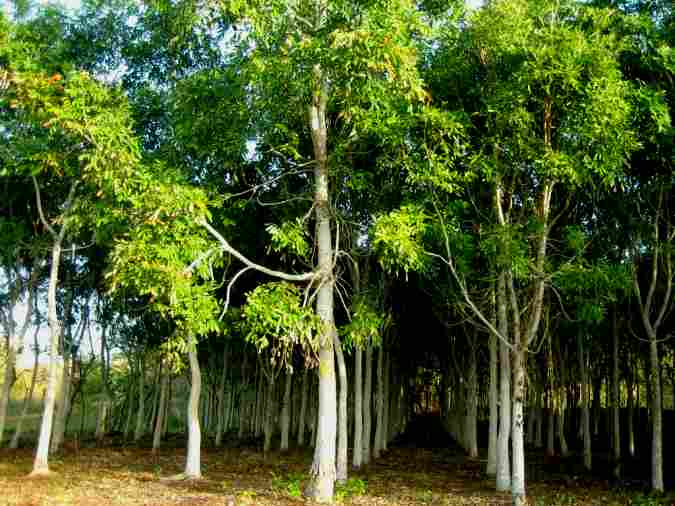 Nyatoh Plantation